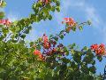 Red Orchid Plant